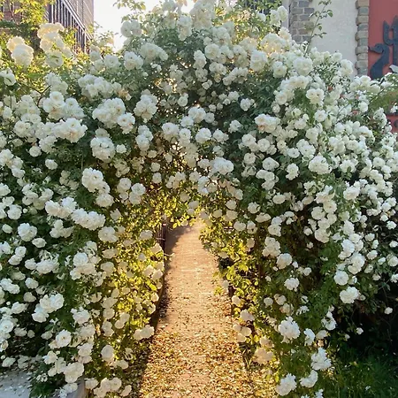 изрев-бяла *